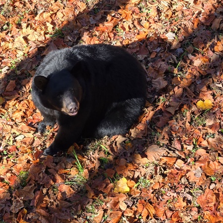 Bearman's Cabin