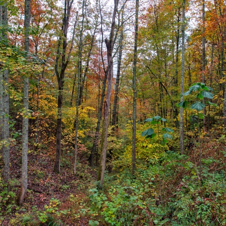 My Tennessee A-Frame