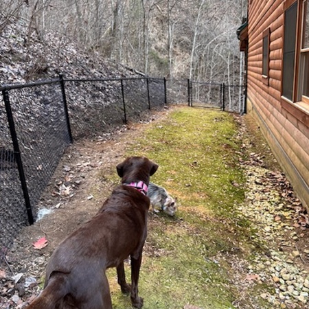 Timber Tails