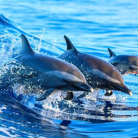 Ocean%27s+Edge+%E2%80%93+OE