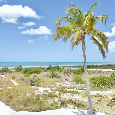 Lone Palm Retreat