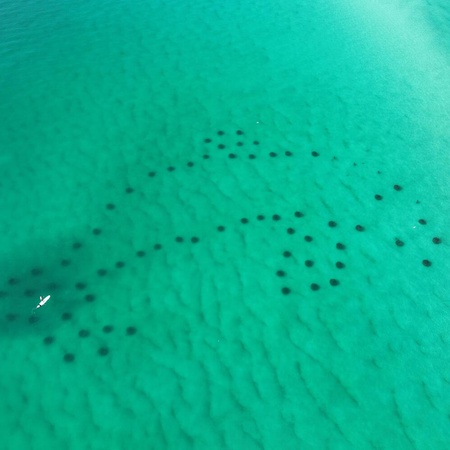 Saltwater Social Club