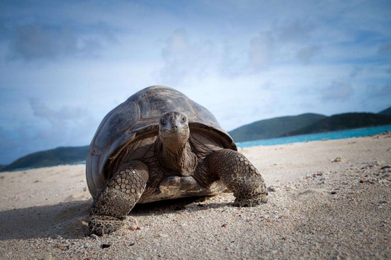 Necker Island
