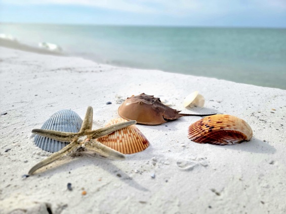 Gulf Coast Adventure Park