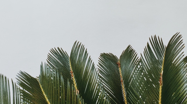 Lush tropical palm fronds frame the entrance area, setting a serene, resort-style tone for your arrival.