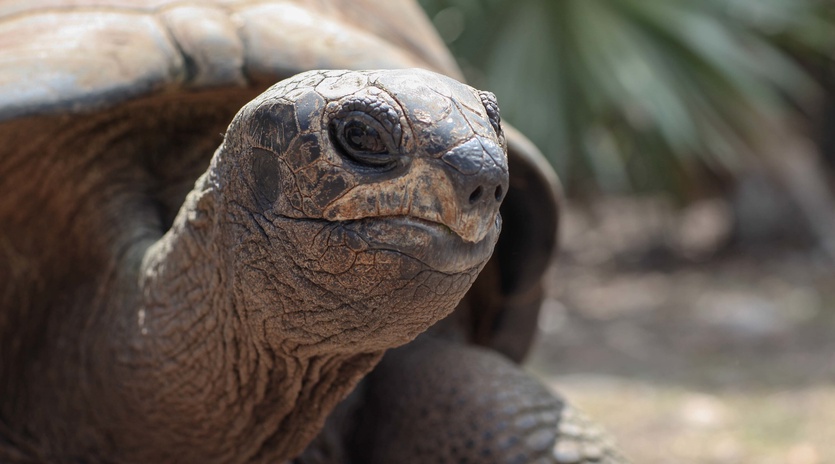 A magnificent giant tortoise calls this tropical paradise home, adding to the unique wildlife encounters.