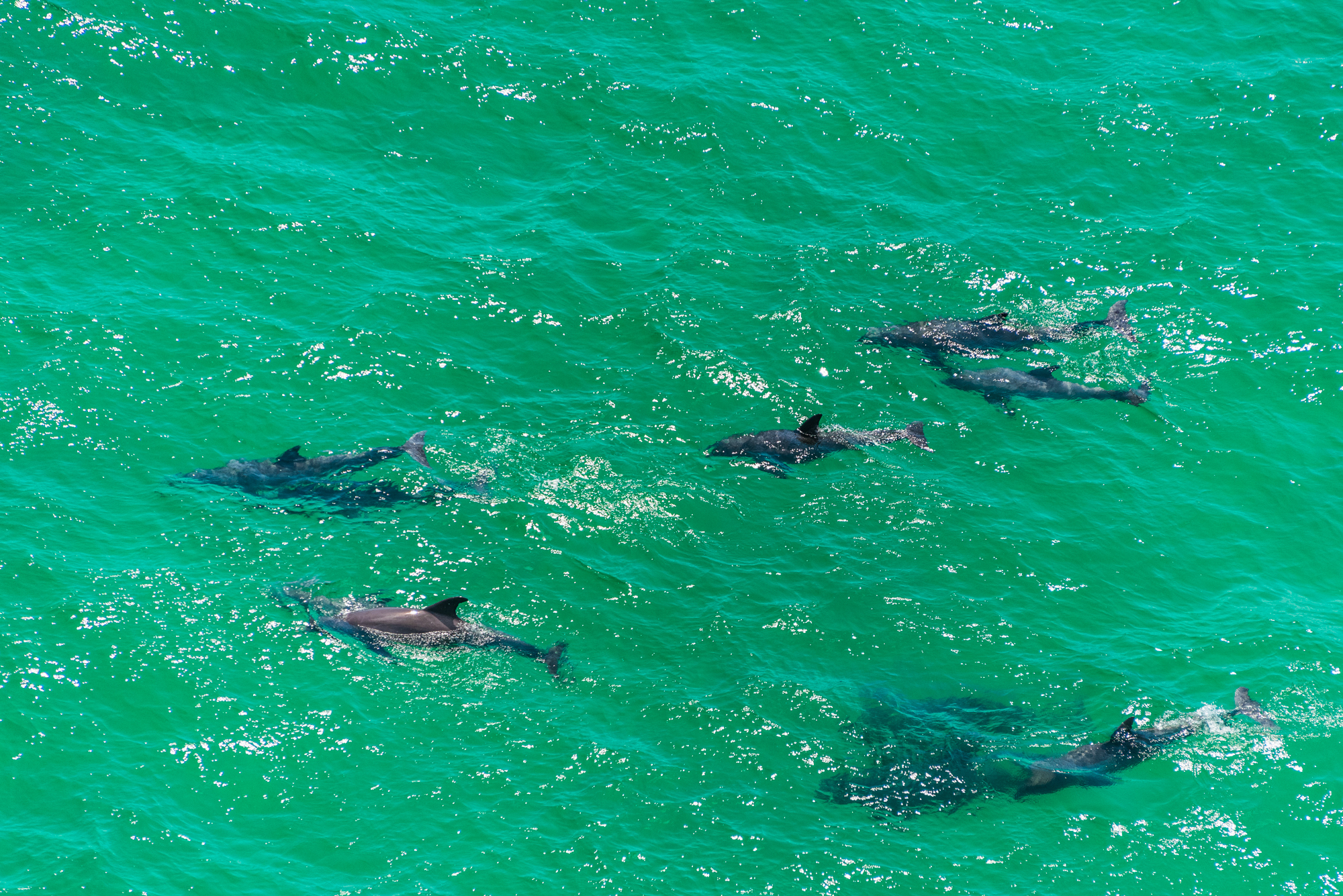 Dolphins at Play in the Gulf