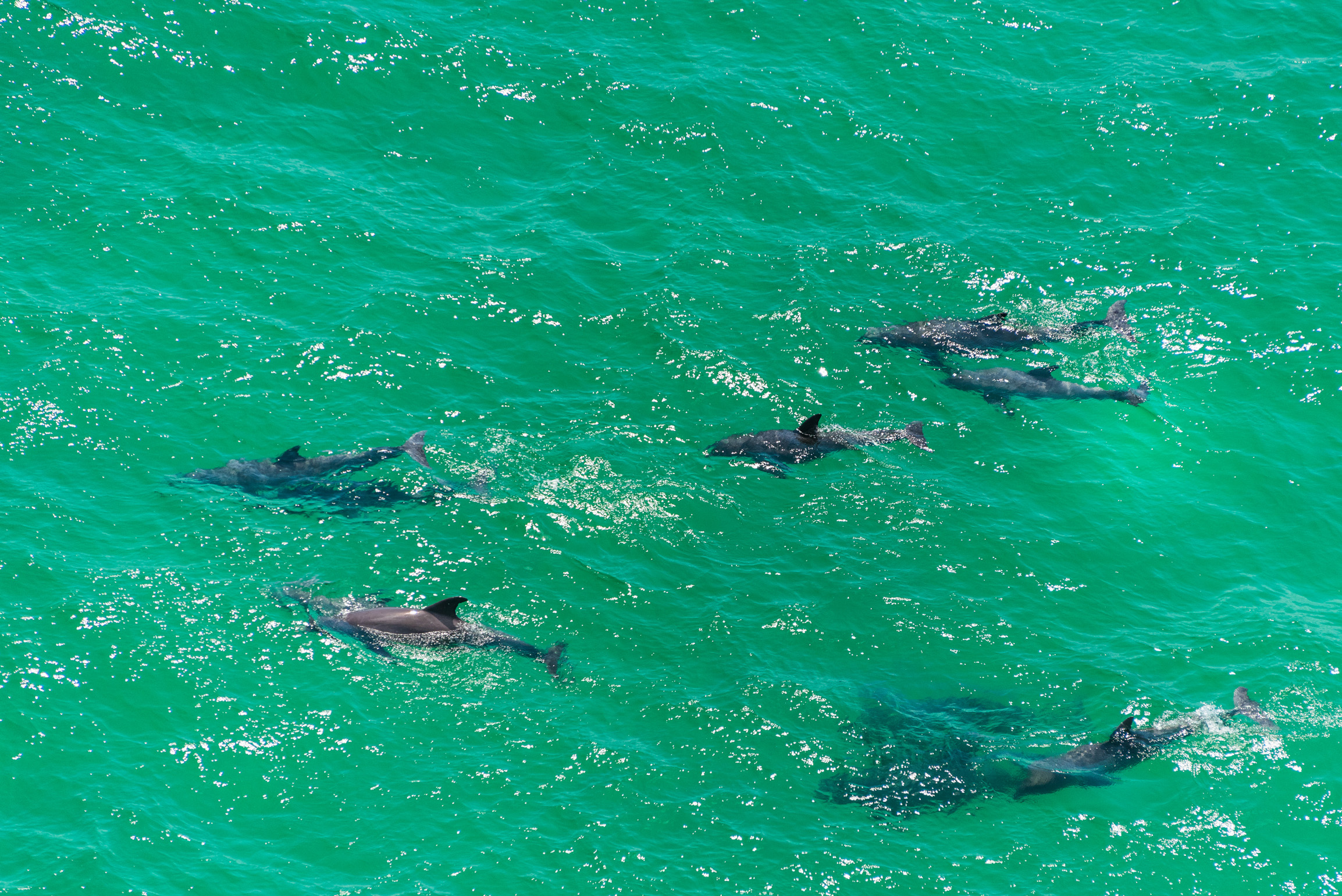 Dolphins at Play in our Emerald Waters