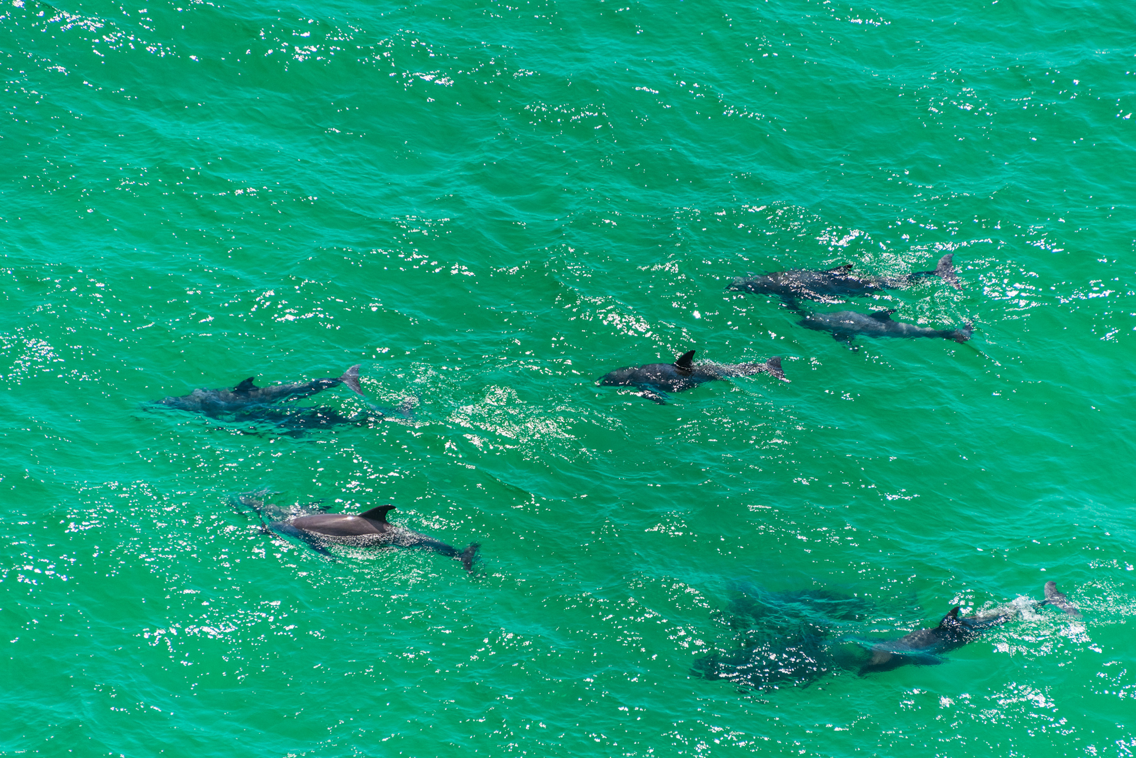Dolphins at play in our Gulf waters 