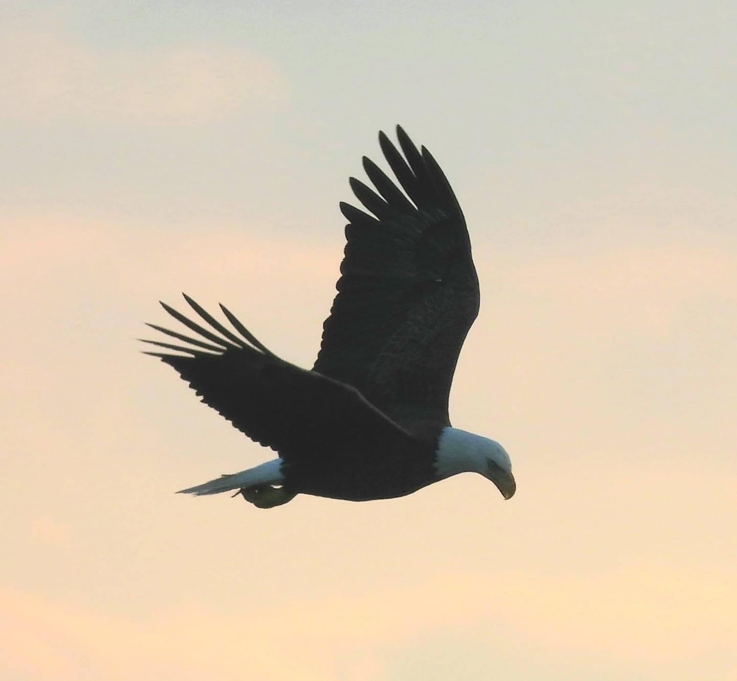 Abundant Wildlife - watch Herons, Egrets, Eagles, Deer, and more!