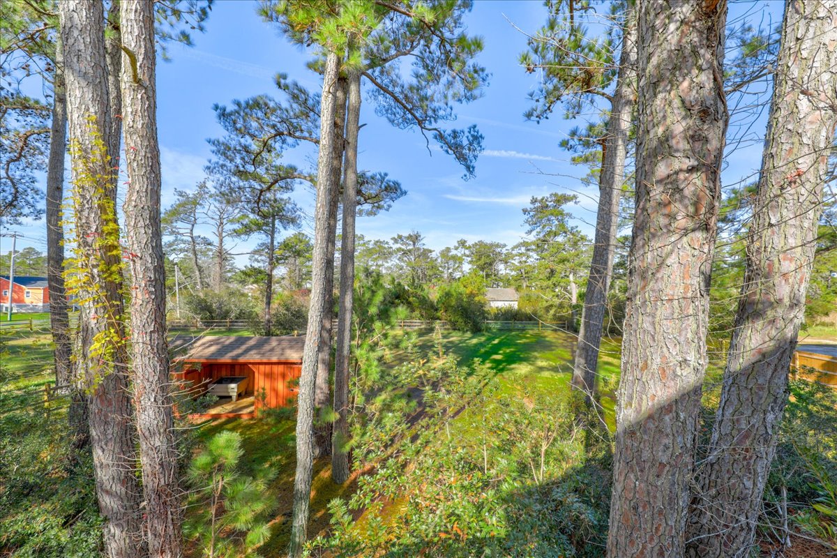 Seahorse Shanty sits amongst whispering pines.