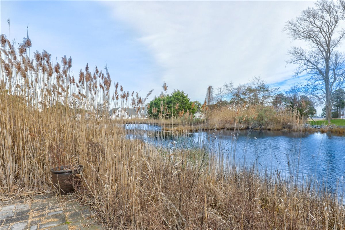 This Pond is absolutely teeming with Wildlife - Birds, Turtles, and more.