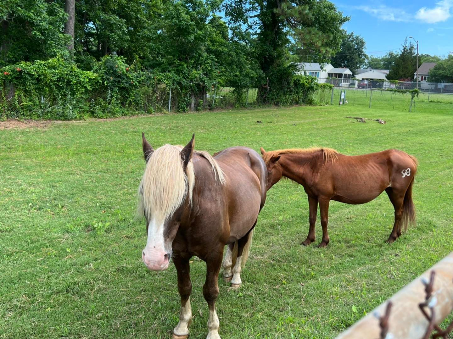 Gaze at the Ponies - you can chat with them from your Front Porch!