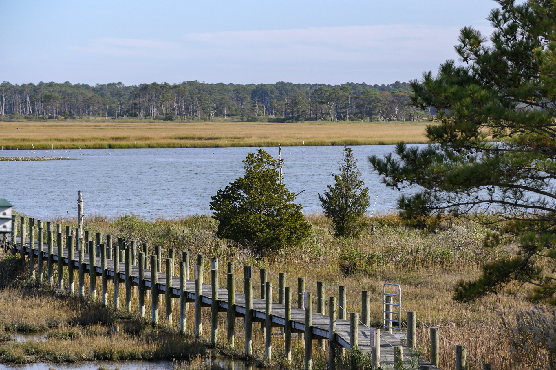 Watch Herons, Egrets, and even Ponies in the Marsh.