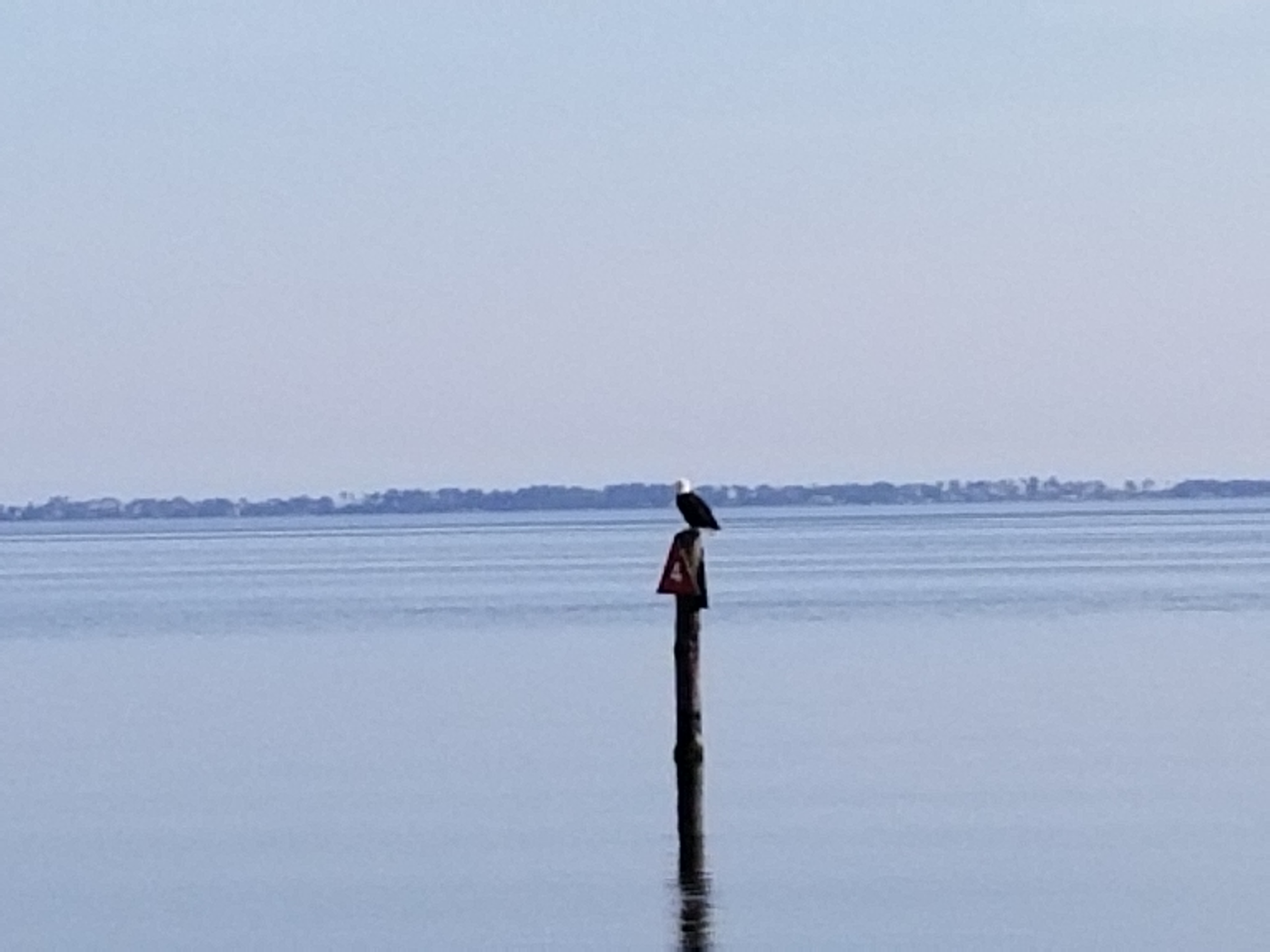 Watch Eagles, Herons, Egrets, and more fish for their morning meal.