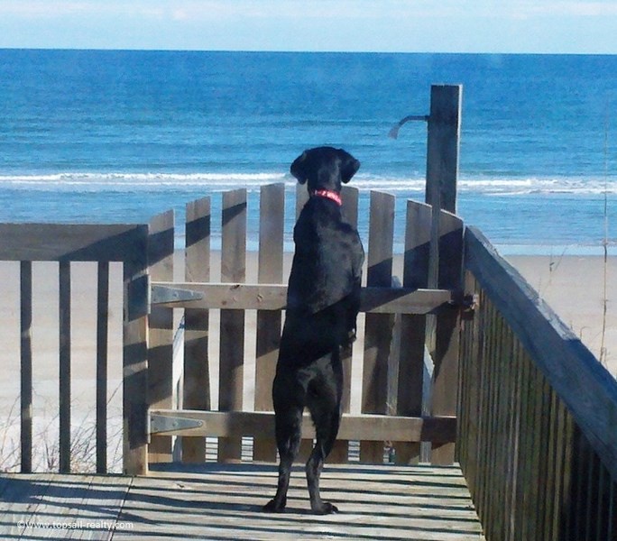 32 rotten pooch 3.26.12