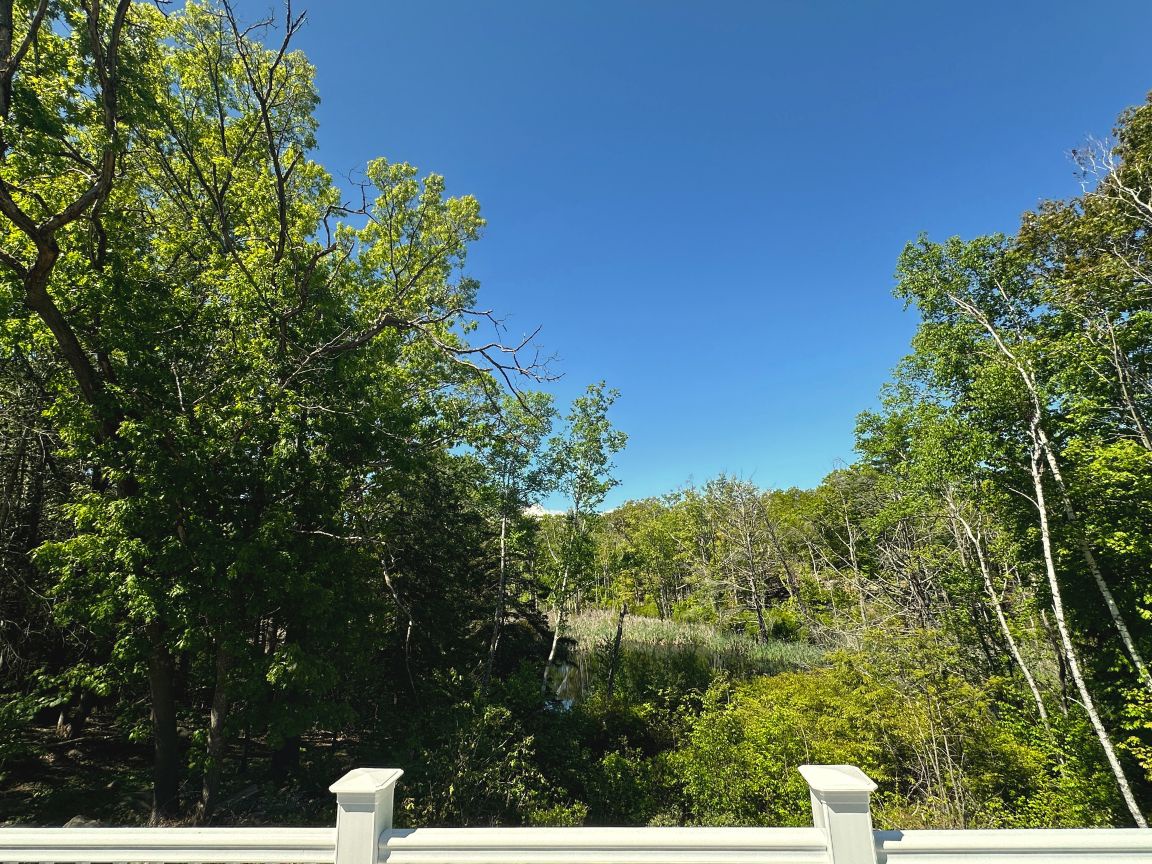 View of the pond from the deck.