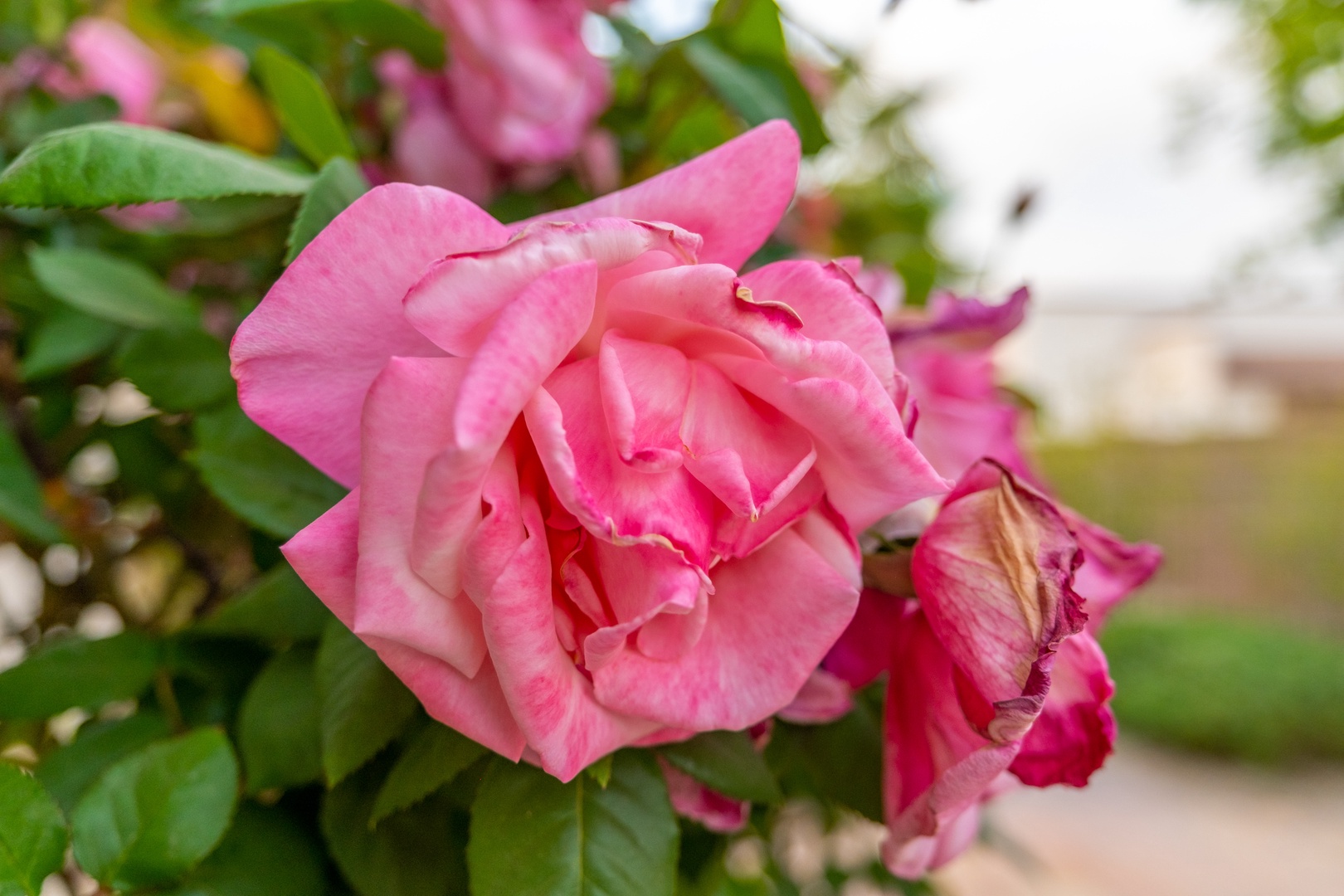 Vibrant pink roses bloom in the garden, adding a splash of natural color and charm to the property's outdoor surroundings.