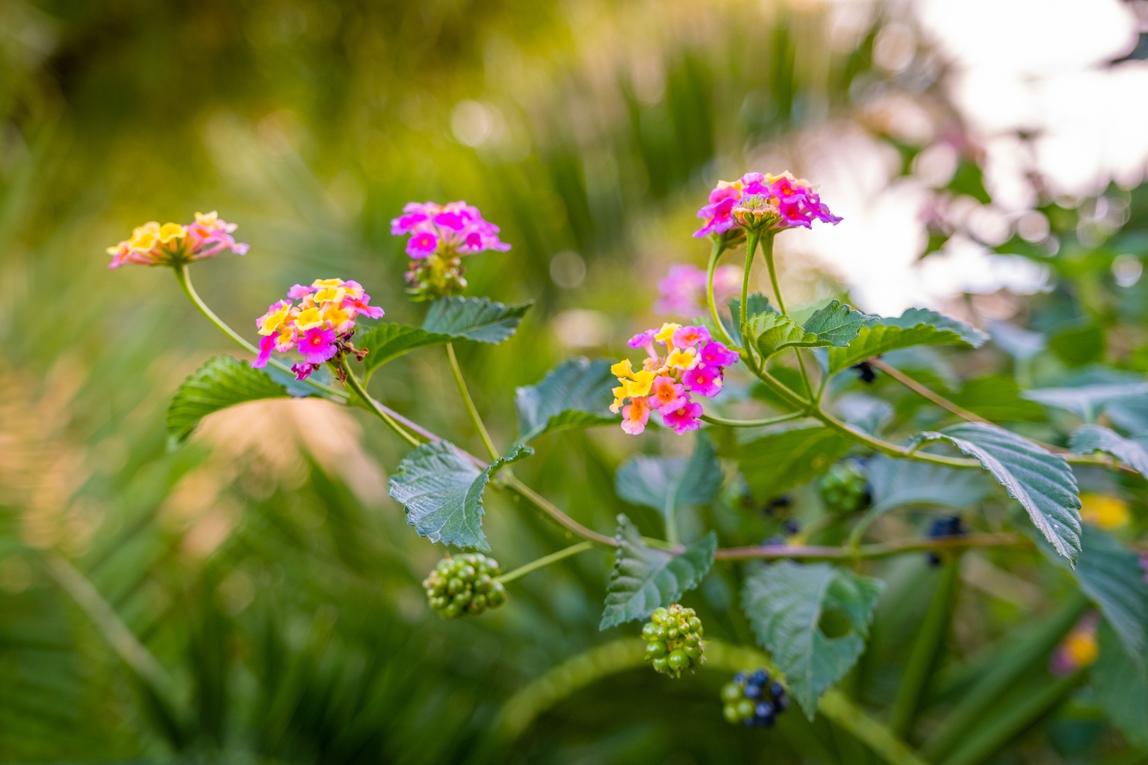 Vibrant blooms add a cheerful burst of color to the lush garden, creating a peaceful outdoor retreat where you can unwind surrounded by natural beauty.