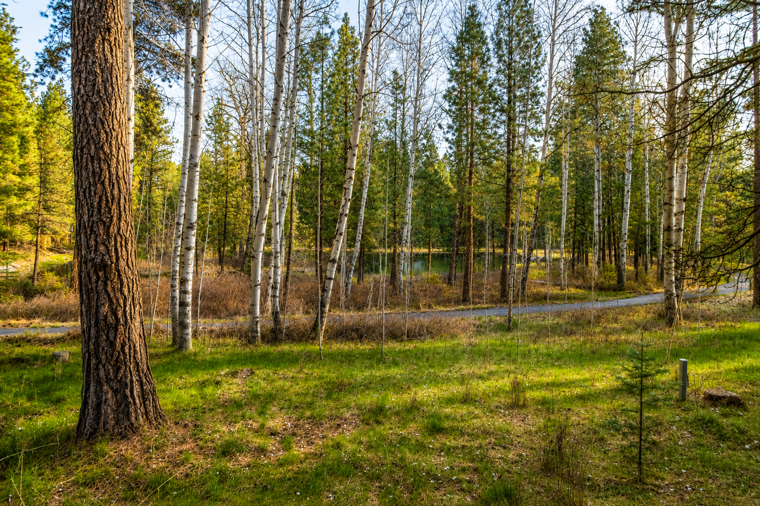 Tranquil forest setting with mixed evergreens and birch trees surrounding the property, offering a peaceful natural backdrop to your stay.