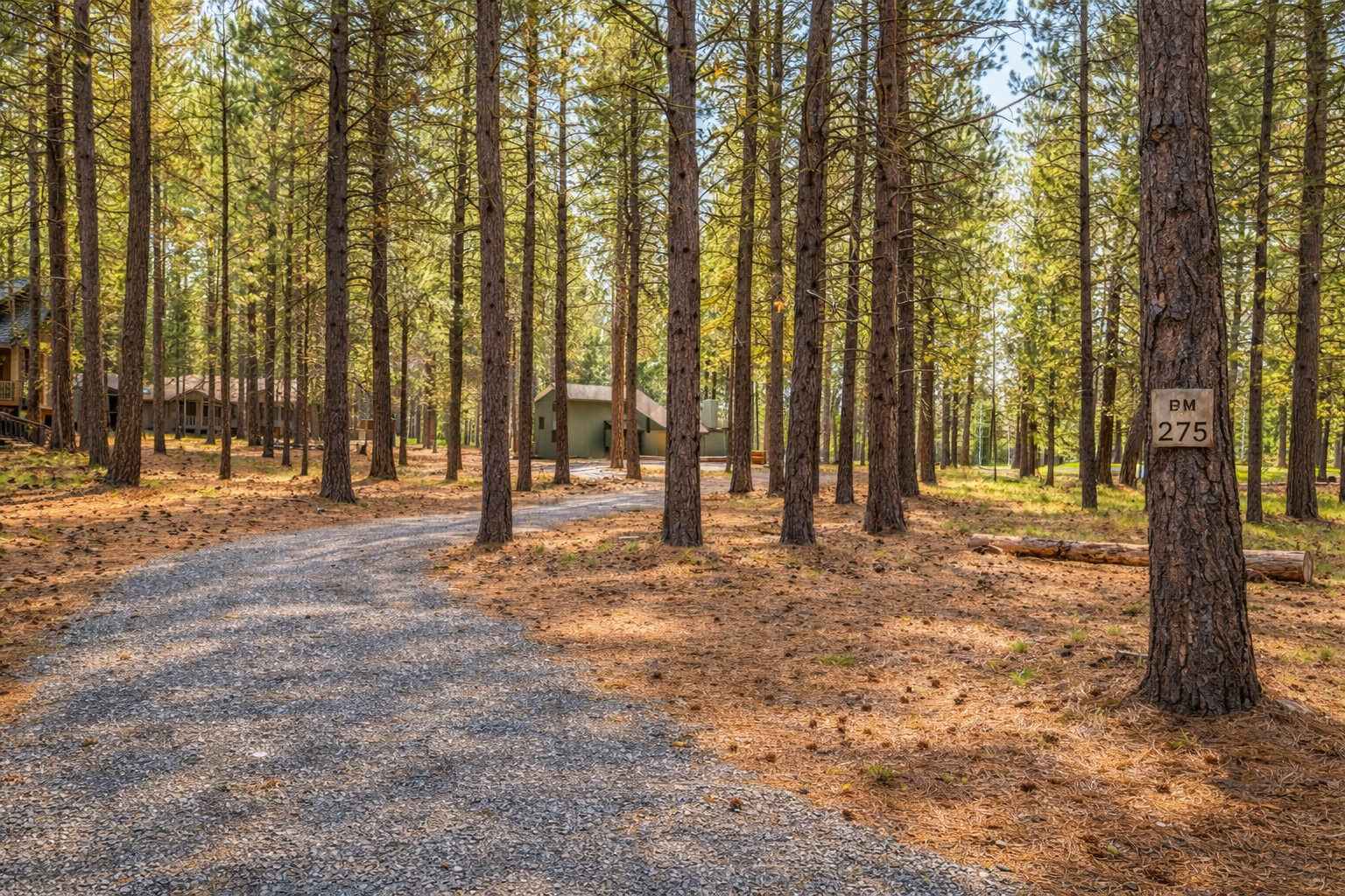 Pine forest surrounds the property with towering trees and natural pathways creating a secluded mountain retreat atmosphere.