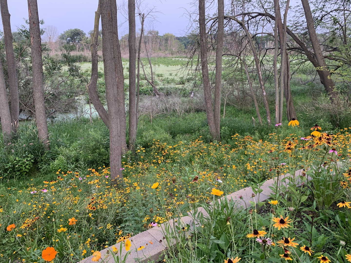 Galien River In Backyard