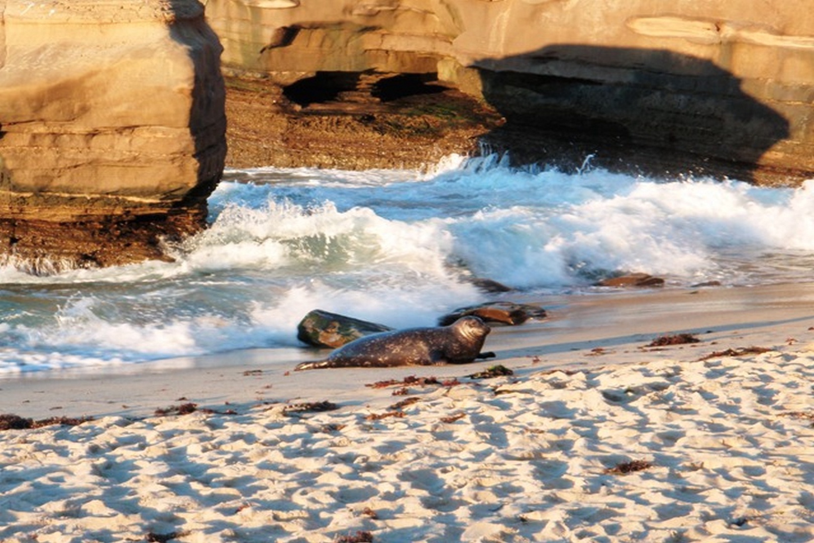 Seals sunbathing at La Jolla Cove