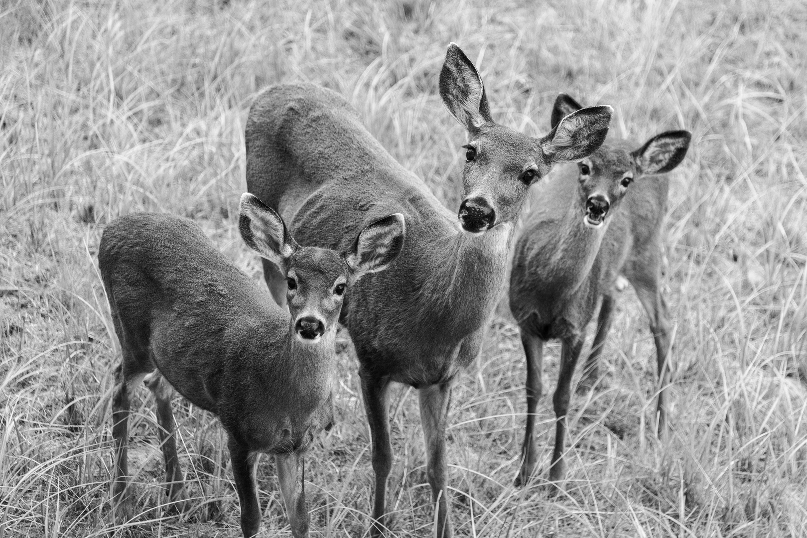 Wild deer wonder up to the lower decks