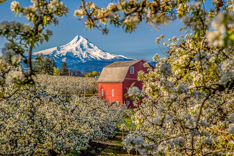 Blossoms in springtime with a view of Mt Hood