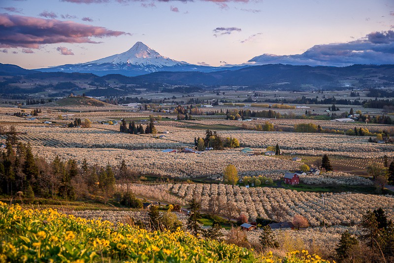 Hood River Valley orchards