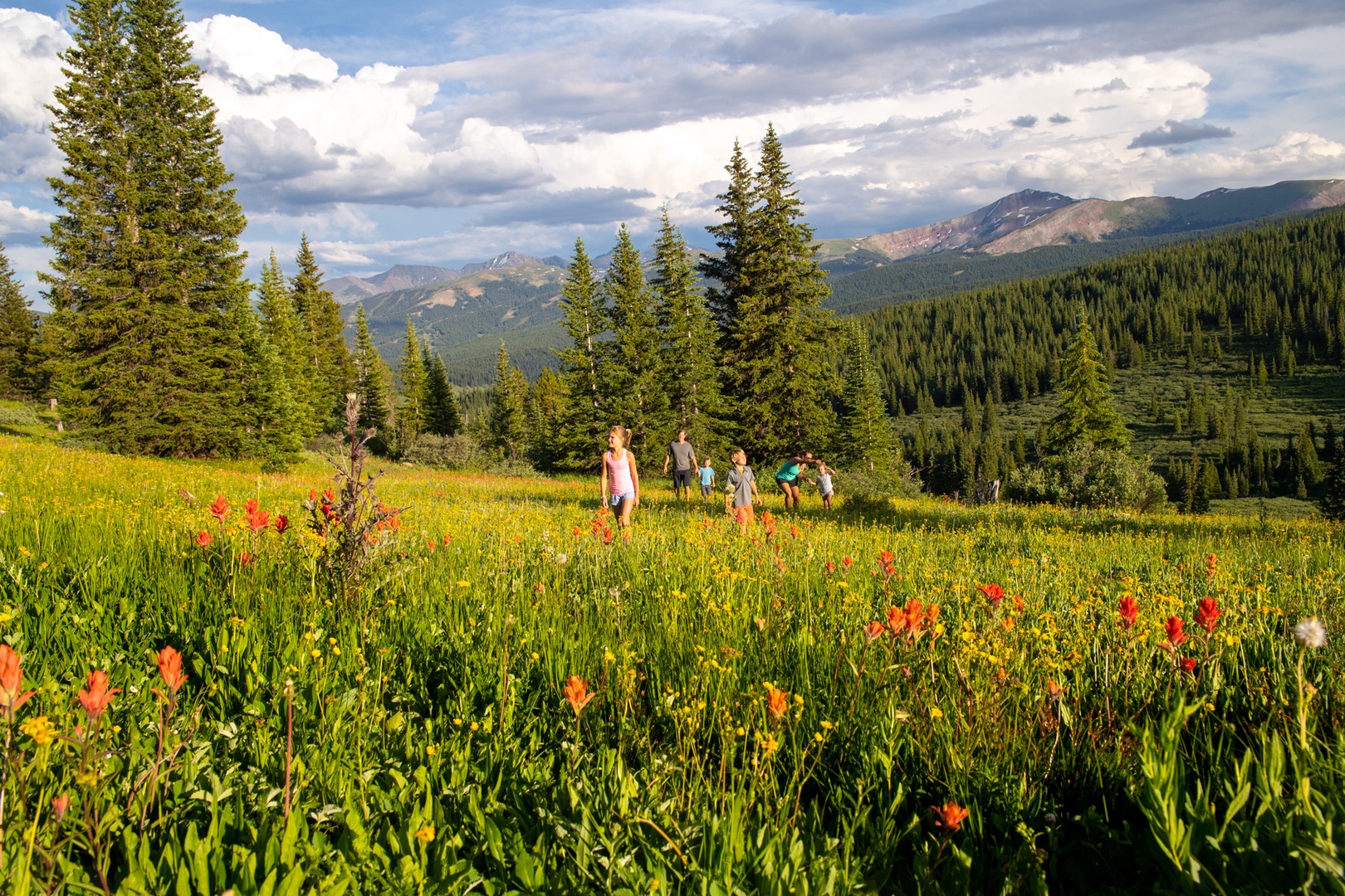 Hiking Vail full of Wildflowers