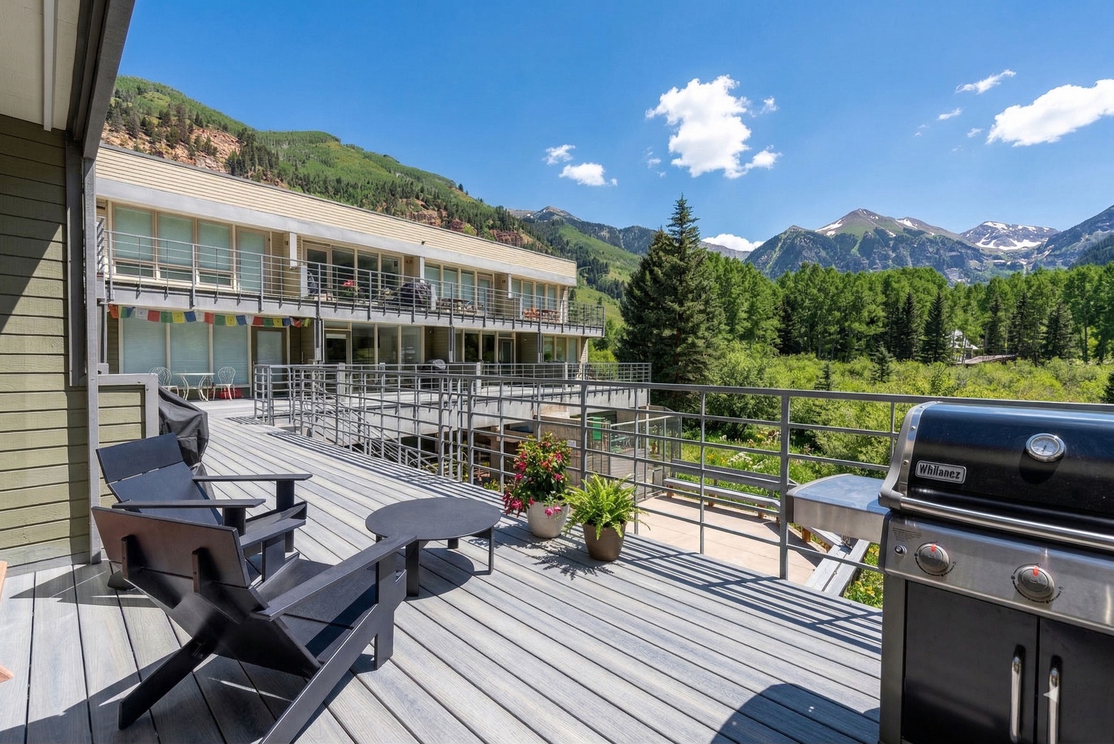 Muscatel 20 - Mountain Bluebird