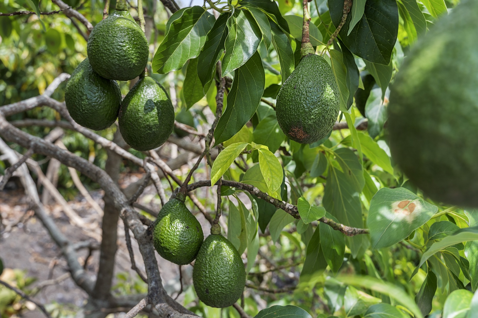 Kailua Kona Vacation Rentals, Piko Nani - Local Avocados on property!