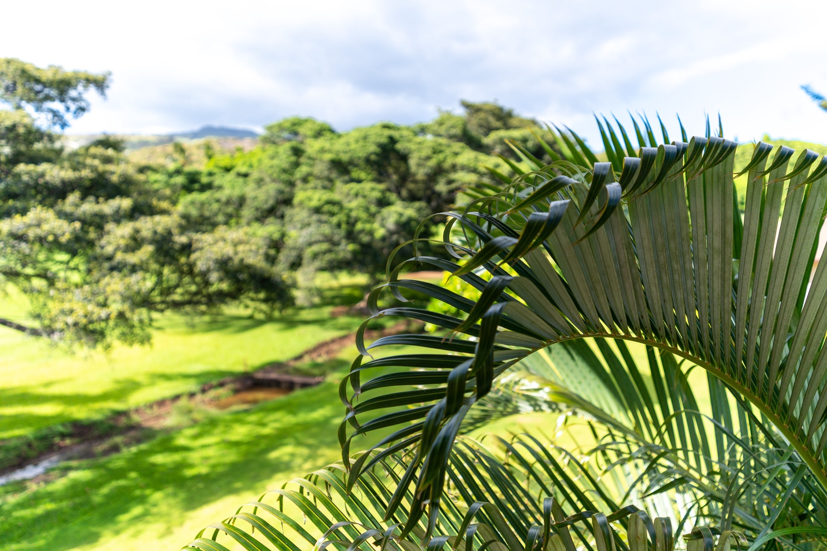 Kapolei Vacation Rentals, Coconut Plantation 1100-2 - Lush tropical landscapes for a photographer's delight.