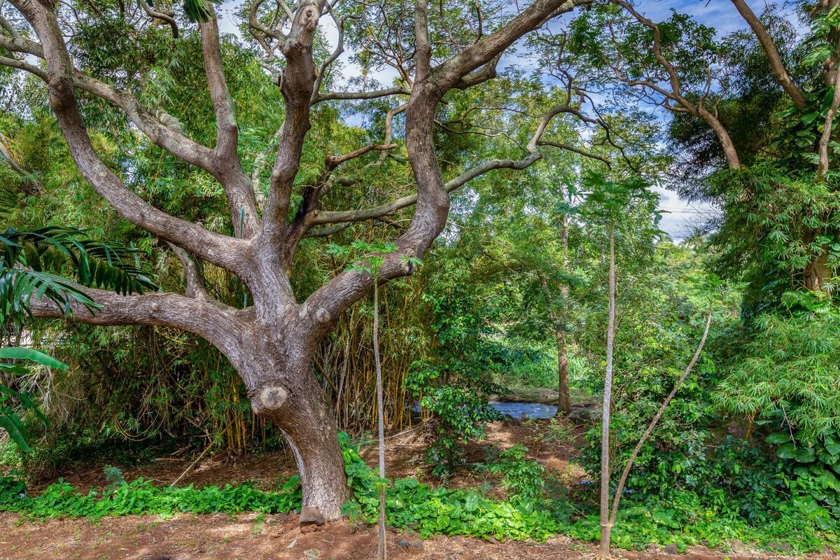 Koloa Vacation Rentals, Waikomo Streams 121 - A bamboo forest, brightly colored flowers, and a waterfall spilling into a serene pond where multi-colored koi swim are all waiting to be discovered on the property surrounding unit 121.