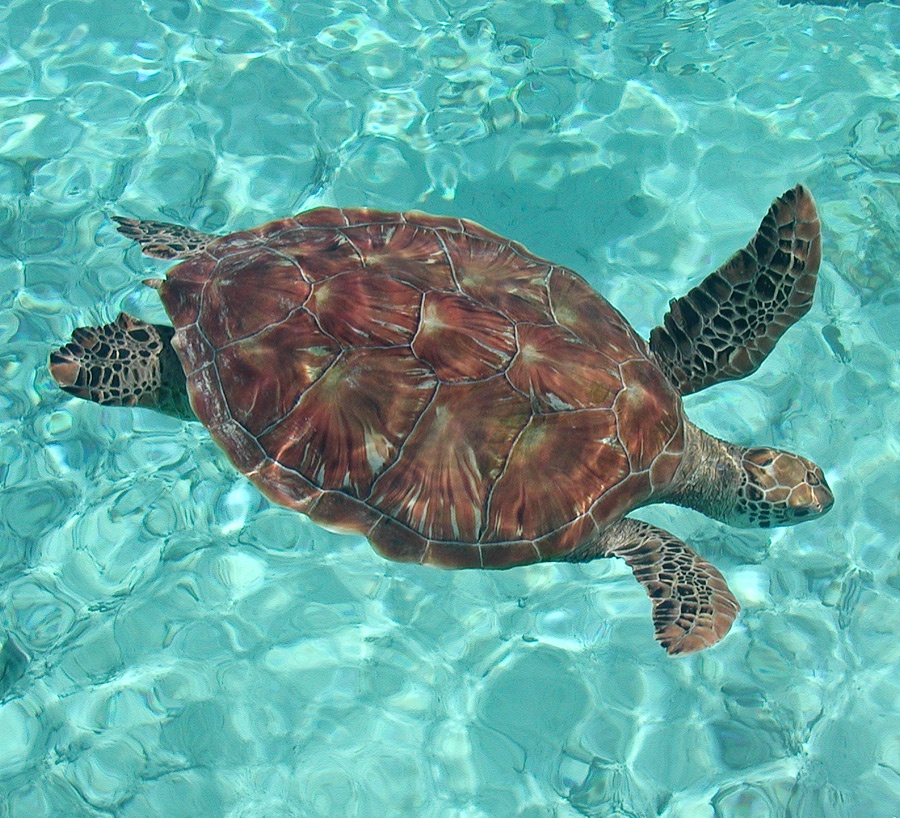 Kapalua Vacation Rentals, Ocean Dreams Villa 2203 at Montage Kapalua Bay* - Hawaiian Green Sea Turtles Found Just Off Shore Throughout All of Hawaii!