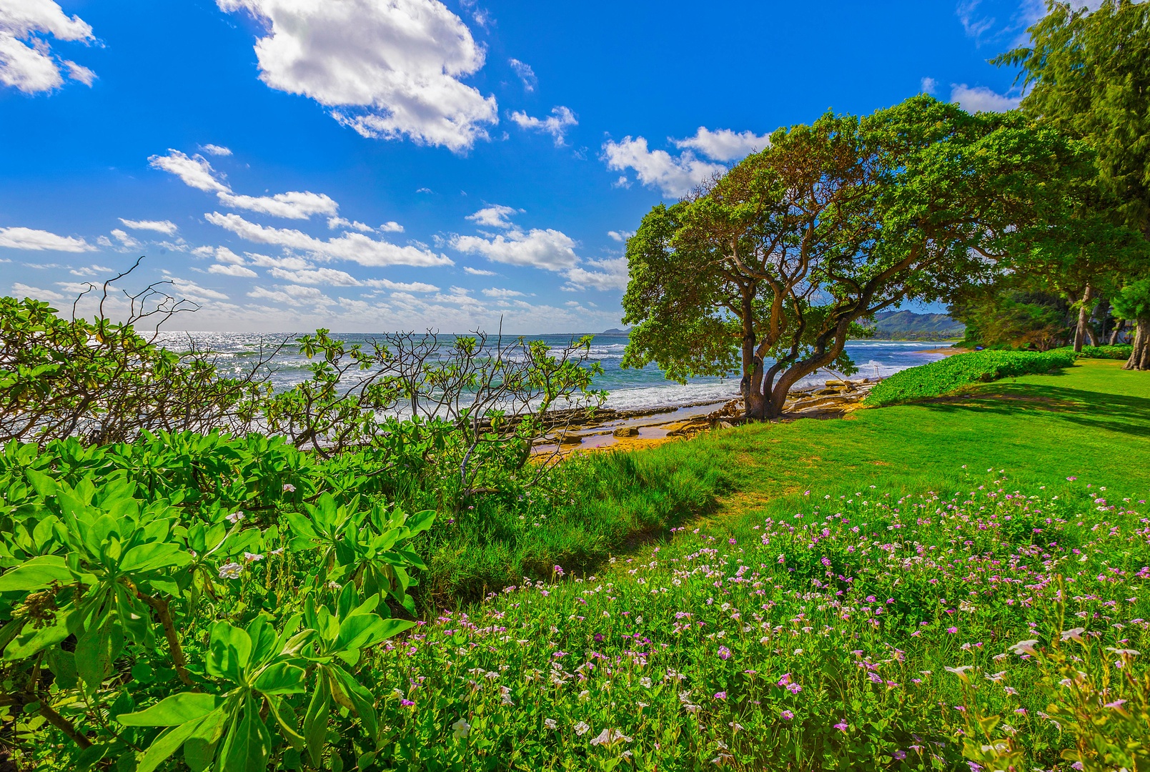 Kapa'a Vacation Rentals, Islander on the Beach #232 - Enjoy the lush green scenery.