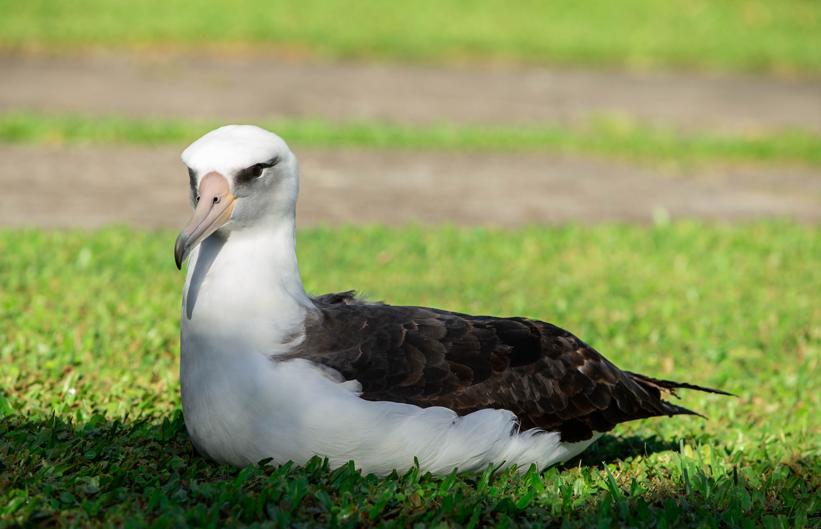 Princeville Vacation Rentals, Ola Hou - Main House - A close-up of a peaceful albatross resting on the grounds of Princeville.