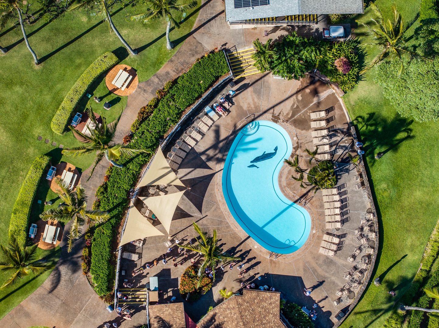Lahaina Vacation Rentals, Napili Shores F-252 - Napili Shores F-252 guests enjoy a stunning resort pool surrounded by lush island scenery.