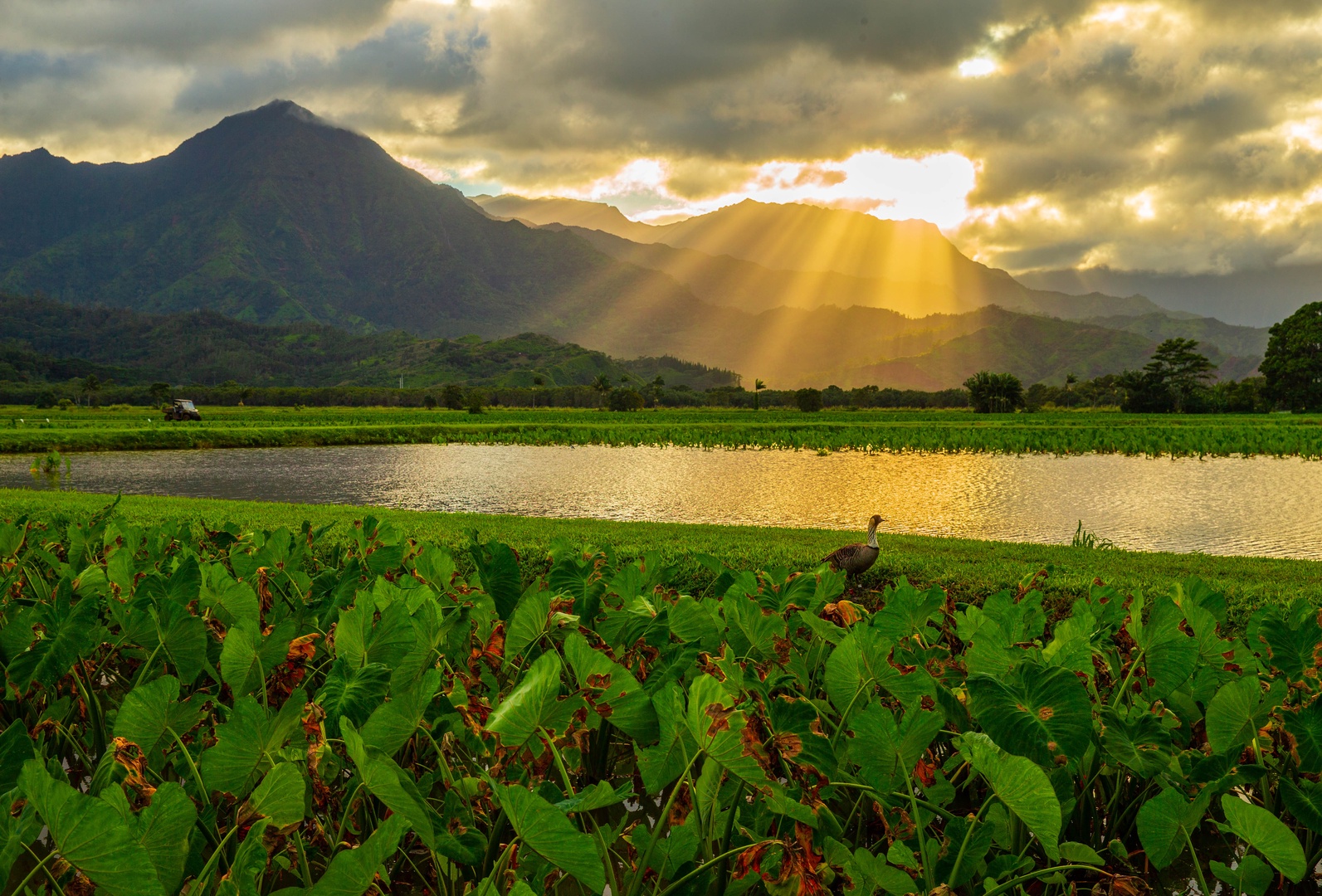 Princeville Vacation Rentals, Casa Makara - Sunset views at Hanalei.