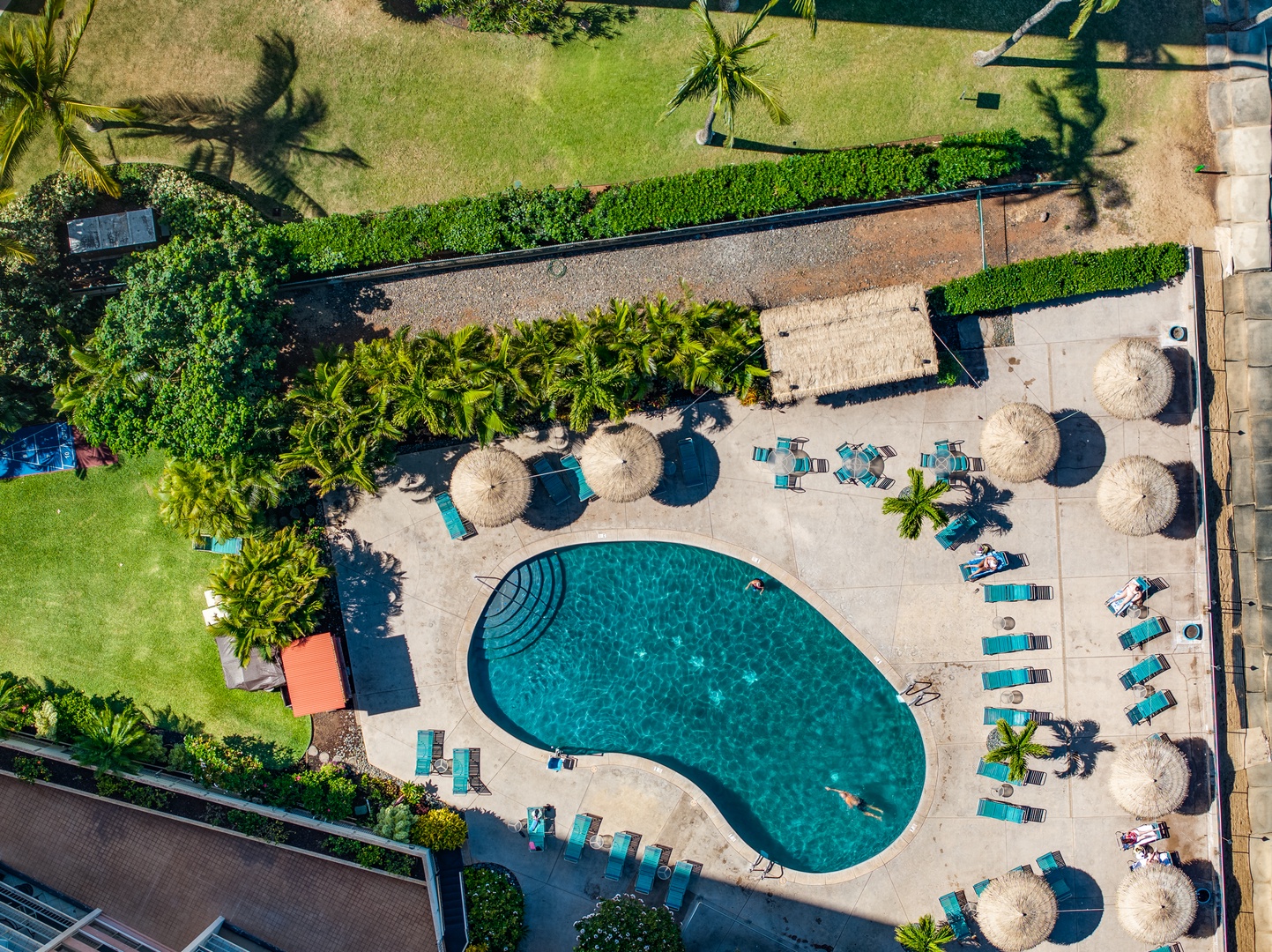 Lahaina Vacation Rentals, Royal Kahana 308 - Royal Kahana 308’s pool is lined with loungers, palms, and tropical greenery.