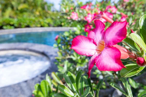 Kamuela Vacation Rentals, Canoe House & Beach Walker at Champion Ridge - Nature all over.