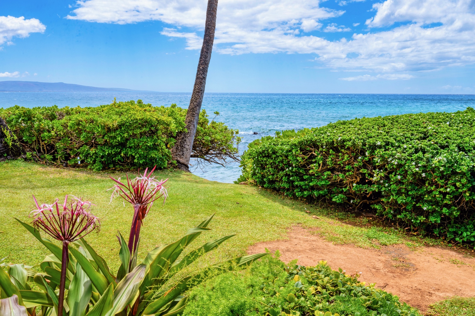 Kihei Vacation Rentals, Punahoa Beach 205 - Pink crinum lilies frame the gap in the hedge where the lawn opens onto the ocean.