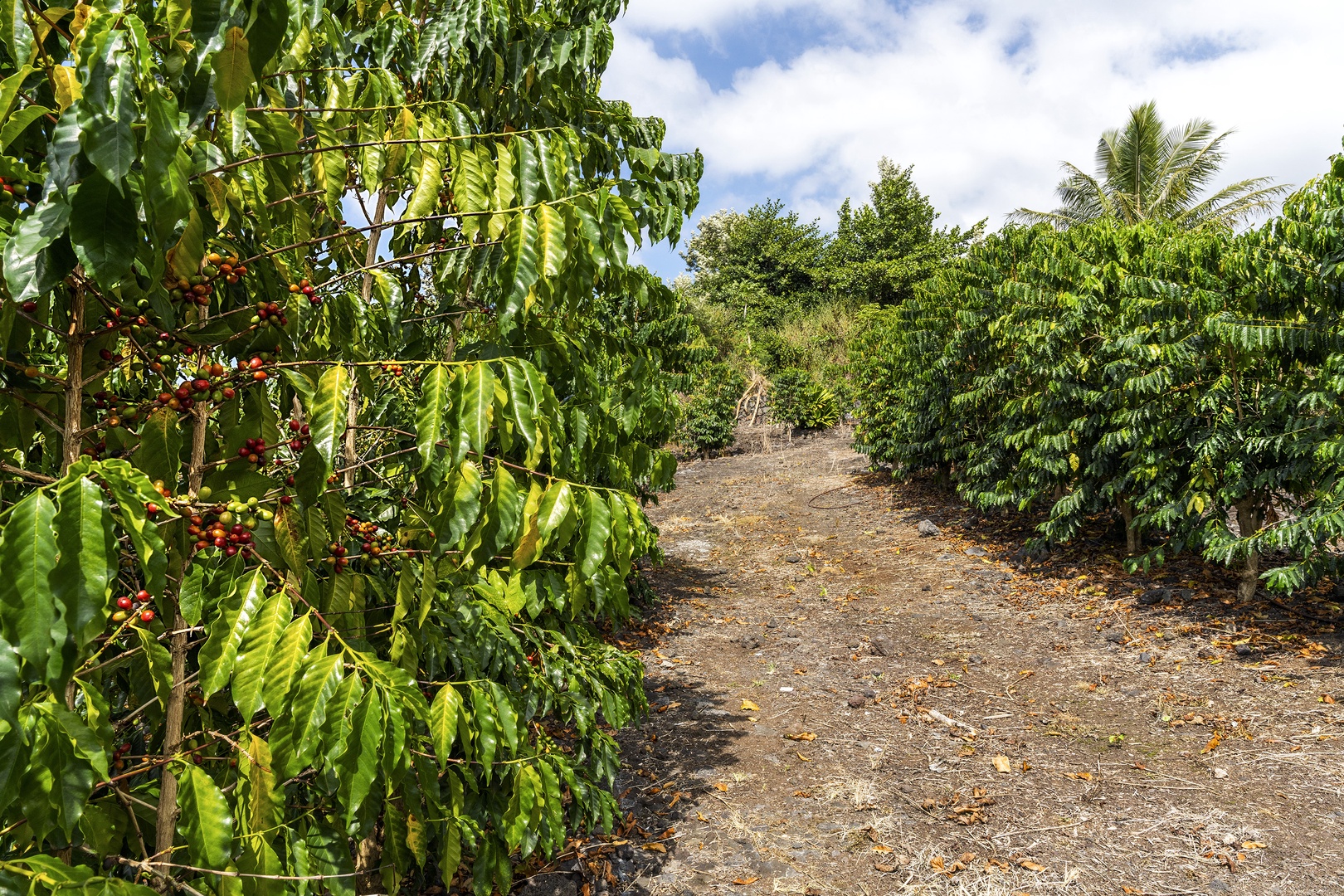 Kailua Kona Vacation Rentals, Piko Nani - Maintained coffee farm on the lower portion of the property