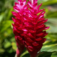 Kamuela Vacation Rentals, Palm Villas E1 - Torch Ginger. One of the Many Flowers Growing at Palm Villas