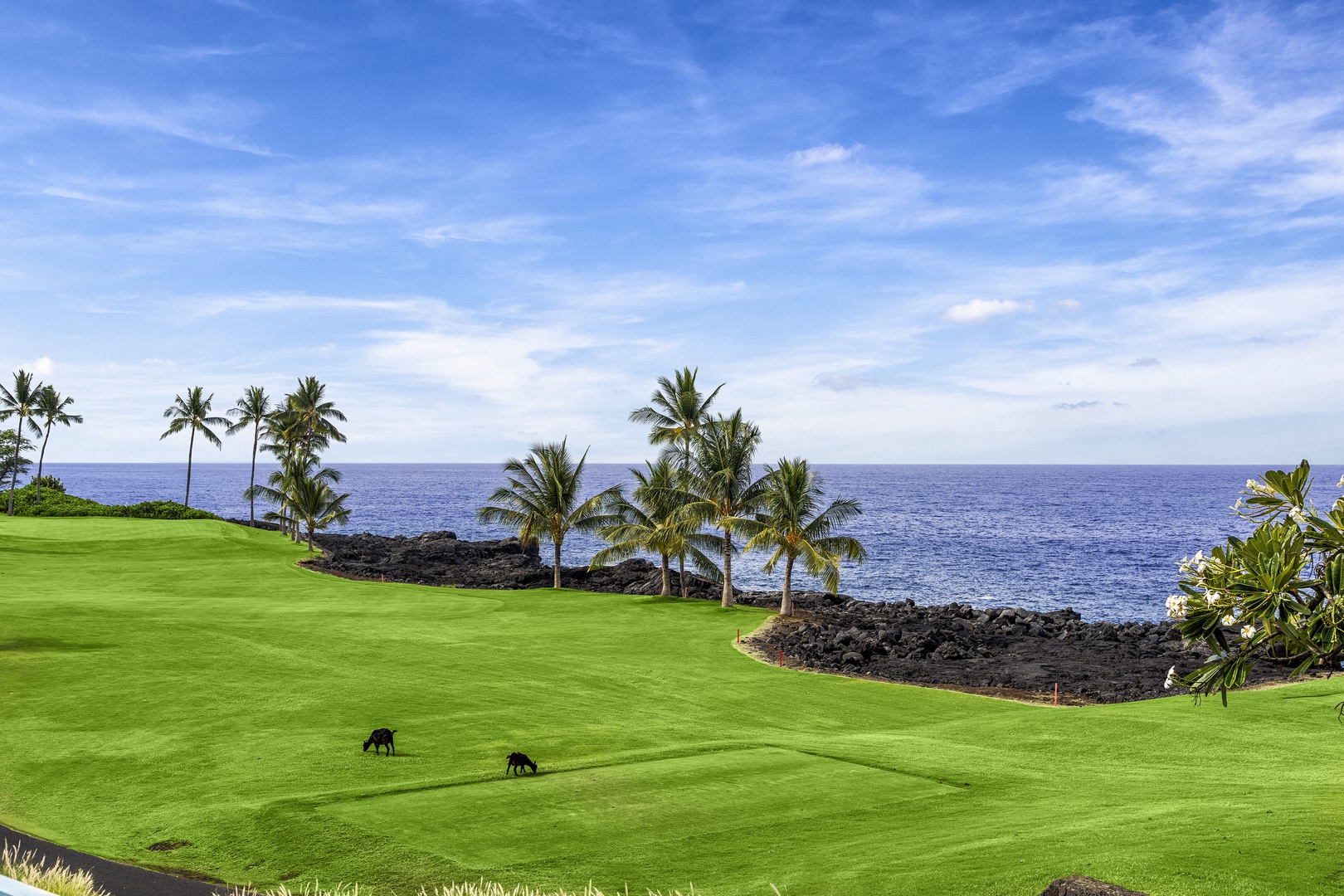 Kailua Kona Vacation Rentals, Holua Kai #20 - Goats embracing the freshly trimmed golf course frontage