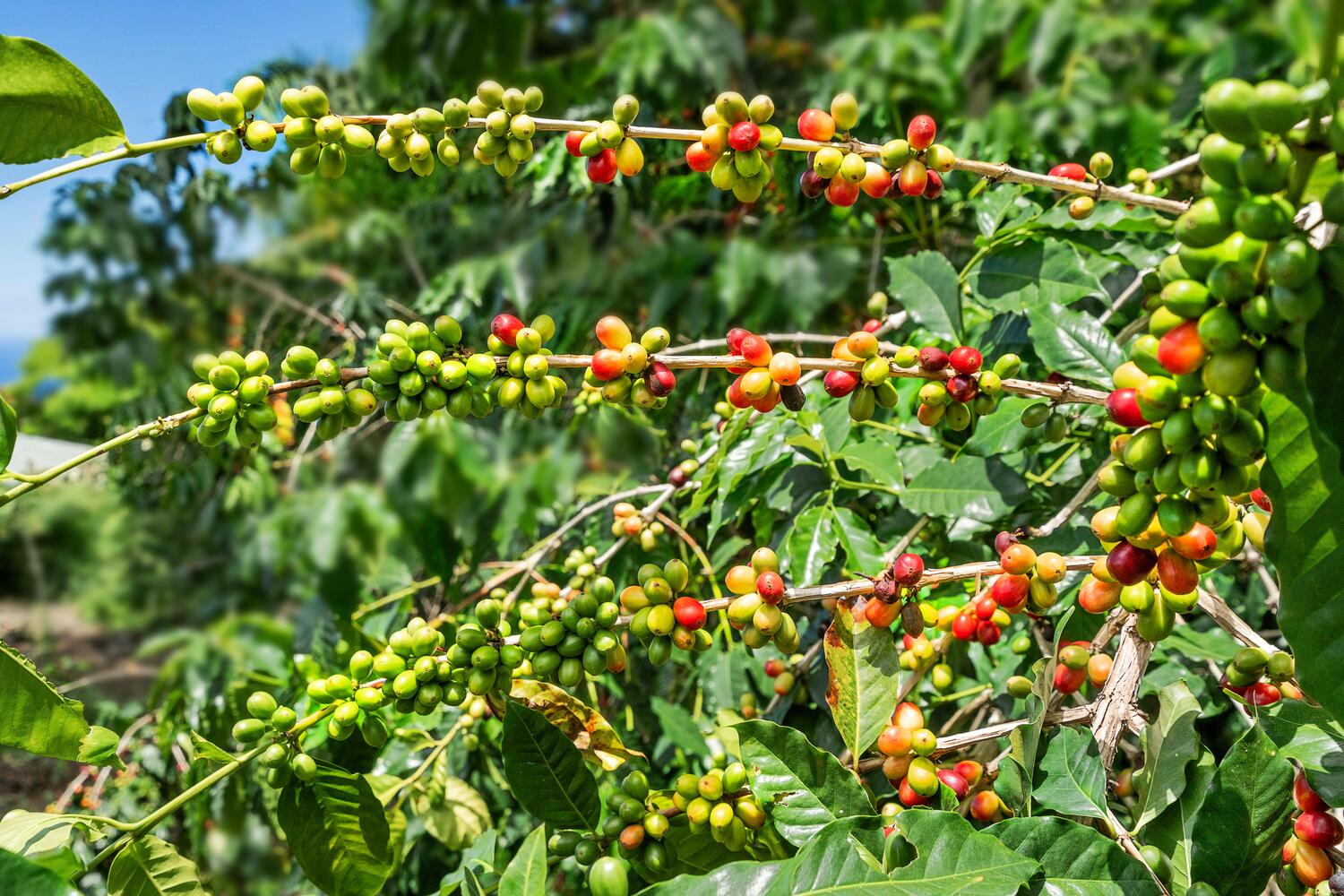 Kailua-Kona Vacation Rentals, Hale Joli - Coffee Trees