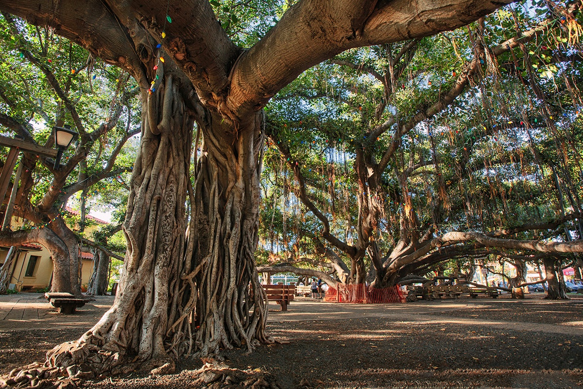 Lahaina Vacation Rentals, Aina Nalu F201 - Lahaina Banyan Tree Park