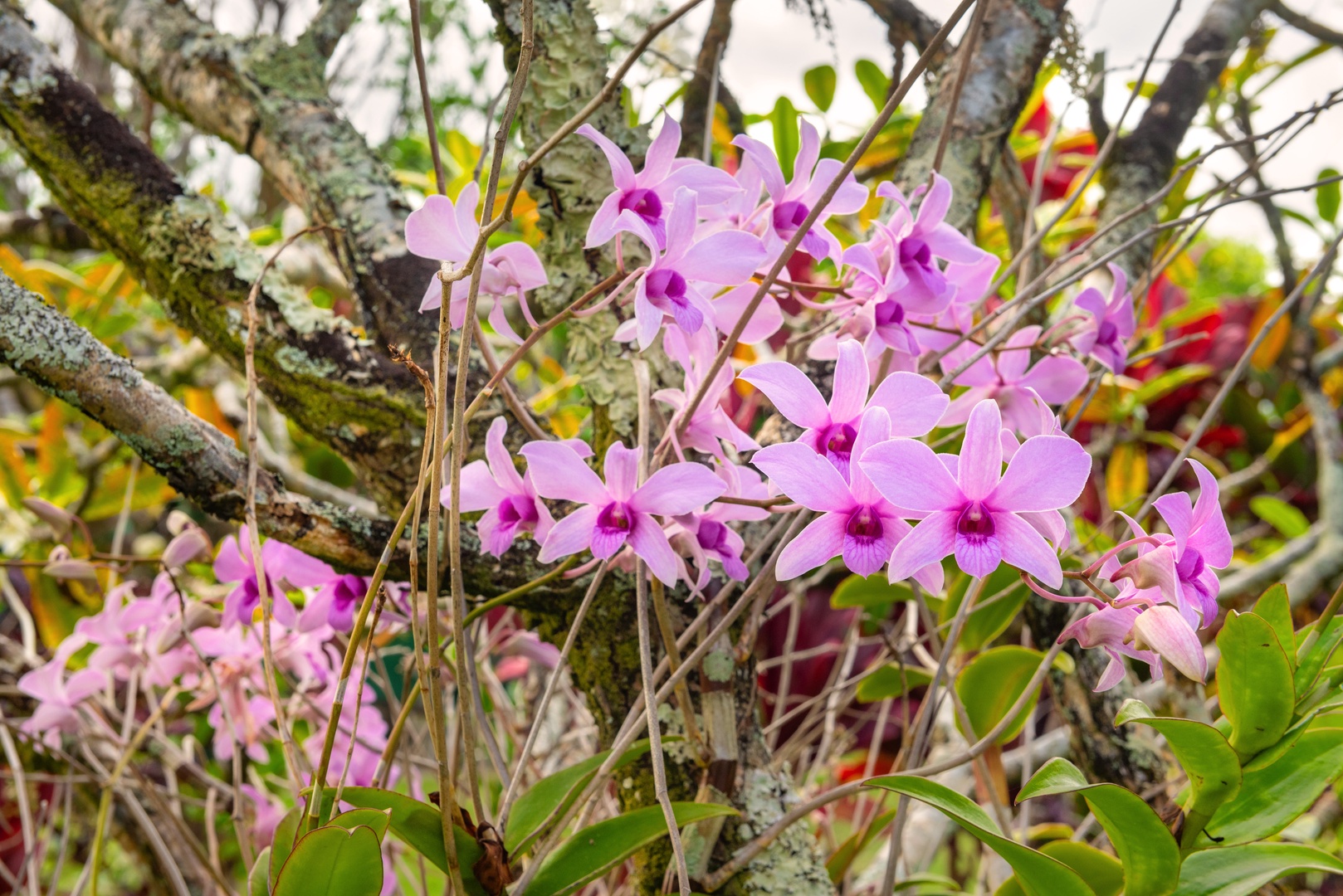 Princeville Vacation Rentals, Hihimanu House - Close-up of vibrant pink flowers blooming in the garden.