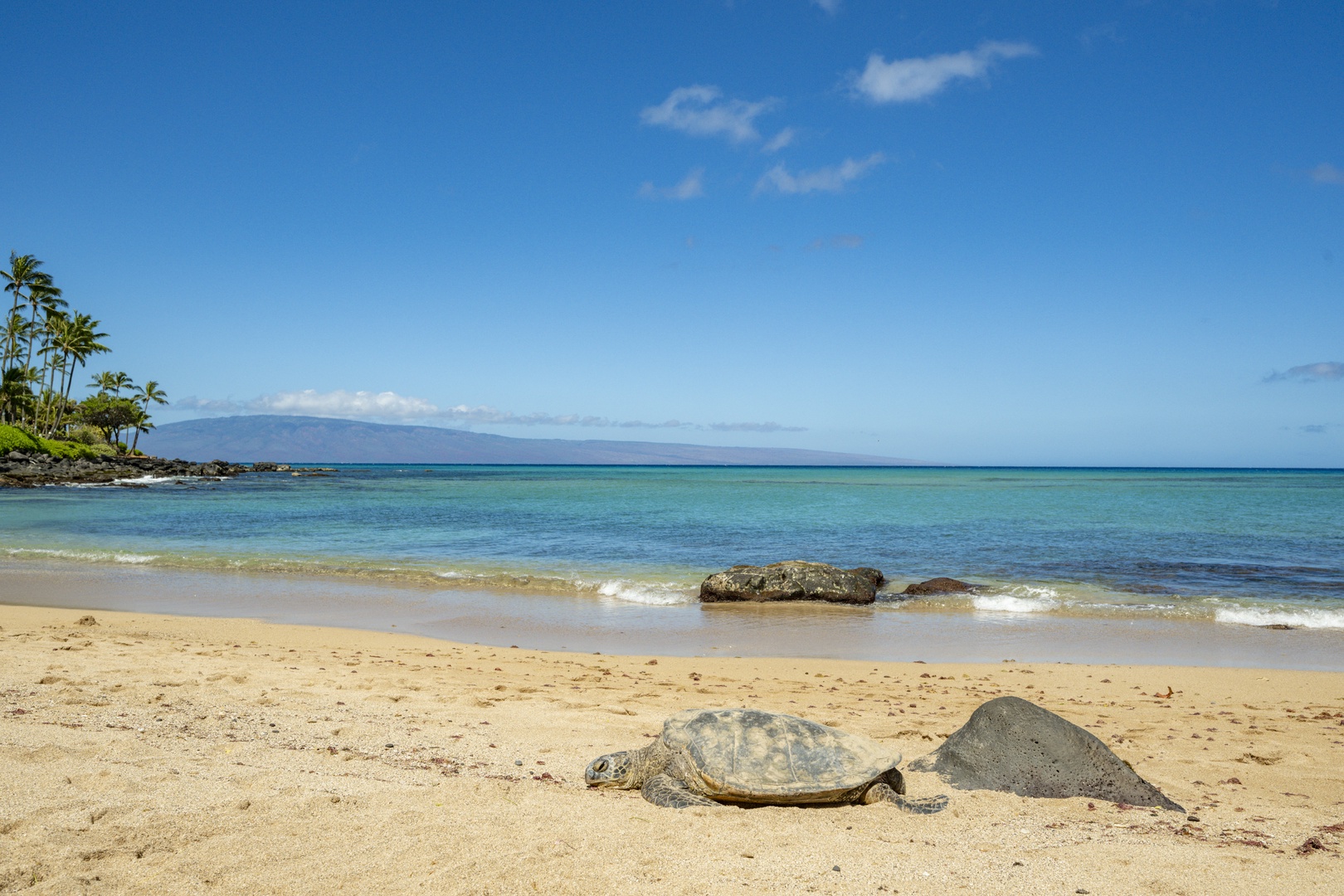 Lahaina Vacation Rentals, Kahana Villas E408 - Let's go for a swim with the turtles!